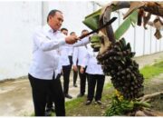 Berkah Bulan Ramadhan, Rutan Siak Kembali Panen Pisang dan Sawi Hasil Budidaya Warga Binaan