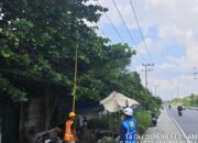 PLN ULP Rumbai Tertibkan Ranting Pohon di Jalan Paus, Pastikan Pasokan Listrik Aman dan Andal