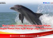 Breaking News …!!! Fenomena Langka : Pesut Air Tawar Terlihat di Rokan Hulu, Bupati Anton Serukan Perlindungan