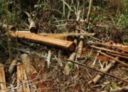HUTAN LINDUNG DI KOTO LAMO, KAPUR IX, 50 KOTA, DIBABAT HABIS OLEH WARGA