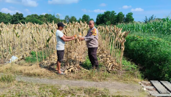 Kapolsek Payung Sekaki Rafidin L. Gaol Tinjau Langsung Lahan Jagung Ketahanan Pangan, Panen Diperkirakan Awal Juni 2026