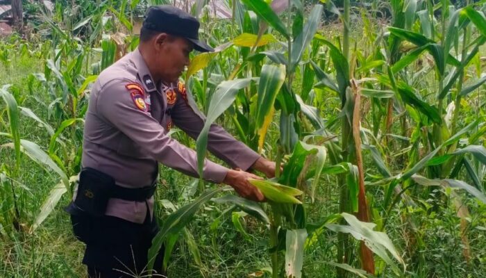 Polsek Batu Hampar Cek Tanaman Jagung Kwartal I, Dukung Ketahanan Pangan Asta Cita Presiden