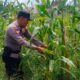 Polsek Batu Hampar Cek Tanaman Jagung Kwartal I, Dukung Ketahanan Pangan Asta Cita Presiden