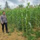Polsek Bagan Sinembah Tancap Gas Dukung Asta Cita Presiden, Jagung Pipil Tumbuh Subur di Lahan Ketahanan Pangan