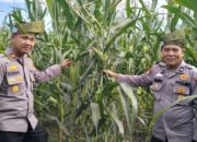 Kapolsek Batu Hampar IPTU Romi Yendri Cek Tanaman Jagung Kwartal I, Dukung Program Ketahanan Pangan Nasional