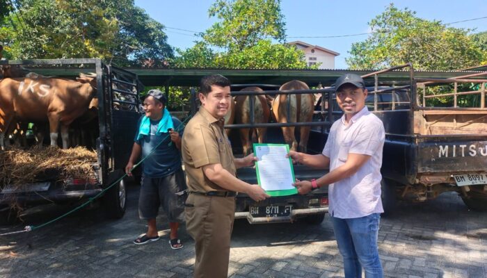 Diterima Sekda Kampar, Bantuan Sapi Kurban PT Anugerah Sawit Sejahtera Jadi Sorotan Positif
