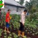 Bhabinkamtibmas Desa Beringin Mulya, Bripka. Atprizon, Komitmen Dukung Program Ketahanan Pangan Nasional di Kecamatan Teluk Belengkong