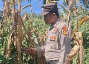 Bentuk Komitmen Mendukung Ketahanan Pangan Nasional, Polsek Batu Hampar Cek Tanaman Jagung Kwartal I di PT Sindora Seraya