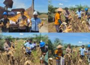 WUJUDKAN KETAHANAN PANGAN KELOMPOK TANI PT. PSA DAN POLSEK TAMBUSAI LAKUKAN PANEN JAGUNG