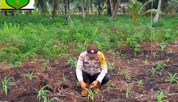 Polsek Teluk Belengkong Melalui Bhabinkamtibmas Desa Beringin Mulya Bripka Atprizon Lakukan Pemantauan Penanaman Jagung 