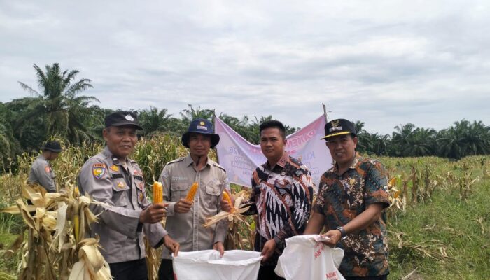 Polsek Batu Hampar dan Bumkep Sialang Bersama Panen Raya Jagung Dukung Program Asta Cita Presiden