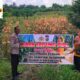 Panen Jagung Pipil Polsek Kawasan Pelabuhan, Wujud Nyata Dukungan Ketahanan Pangan Nasional