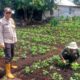 Dukung Swasembada Pangan Nasional, Polsek Teluk Belengkong Melalui Bhabinkamtibmas Bripka. Atprizon Sambangi Petani Kacang Tanah 