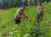 Polsek Bagan Sinembah Dukung Asta Cita Presiden! Monitoring Intensif Jagung Pipil Demi Wujudkan Swasembada Pangan Nasional