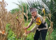 Dukung Asta Cita Presiden, Polsek Bagan Sinembah Intensif Pantau Perkembangan Jagung di Lahan 30 Hektare