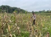 Ketahanan Pangan Berkelanjutan, Polisi Aktif Rawat Kebun Jagung Binaan