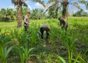 Polsek Bagan Sinembah Intensif Pantau Pertumbuhan Jagung, Wujud Nyata Dukung Ketahanan Pangan Nasional