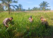 Polsek Bagan Sinembah Intensif Pantau Pertumbuhan Jagung, Wujud Nyata Dukung Program Ketahanan Pangan Nasional