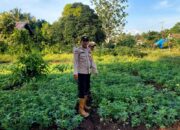 Dukung Swasembada Pangan Nasional, Polsek Teluk Belengkong Melalui Bhabinkamtibmas Bripka. Atprizon Sambangi Bpk. Jaya Permana yang Menanam Kacang