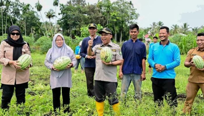 Panen Semangka Petani Milenial, Wabup Ajak Perkuat Sinergi Membangun Pertanian Modern 