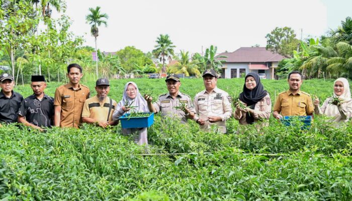 Dongkrak Ekonomi Desa, BUMDes Pasiran Panen 1,5 Ton Cabai Bersama Wabup Bagus Santoso