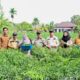 Dongkrak Ekonomi Desa, BUMDes Pasiran Panen 1,5 Ton Cabai Bersama Wabup Bagus Santoso