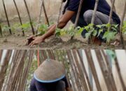 Konsisten Dukung Ketahanan Pangan, Lahan SAE Rutan Dumai Kembali Ditanami Kacang Panjang